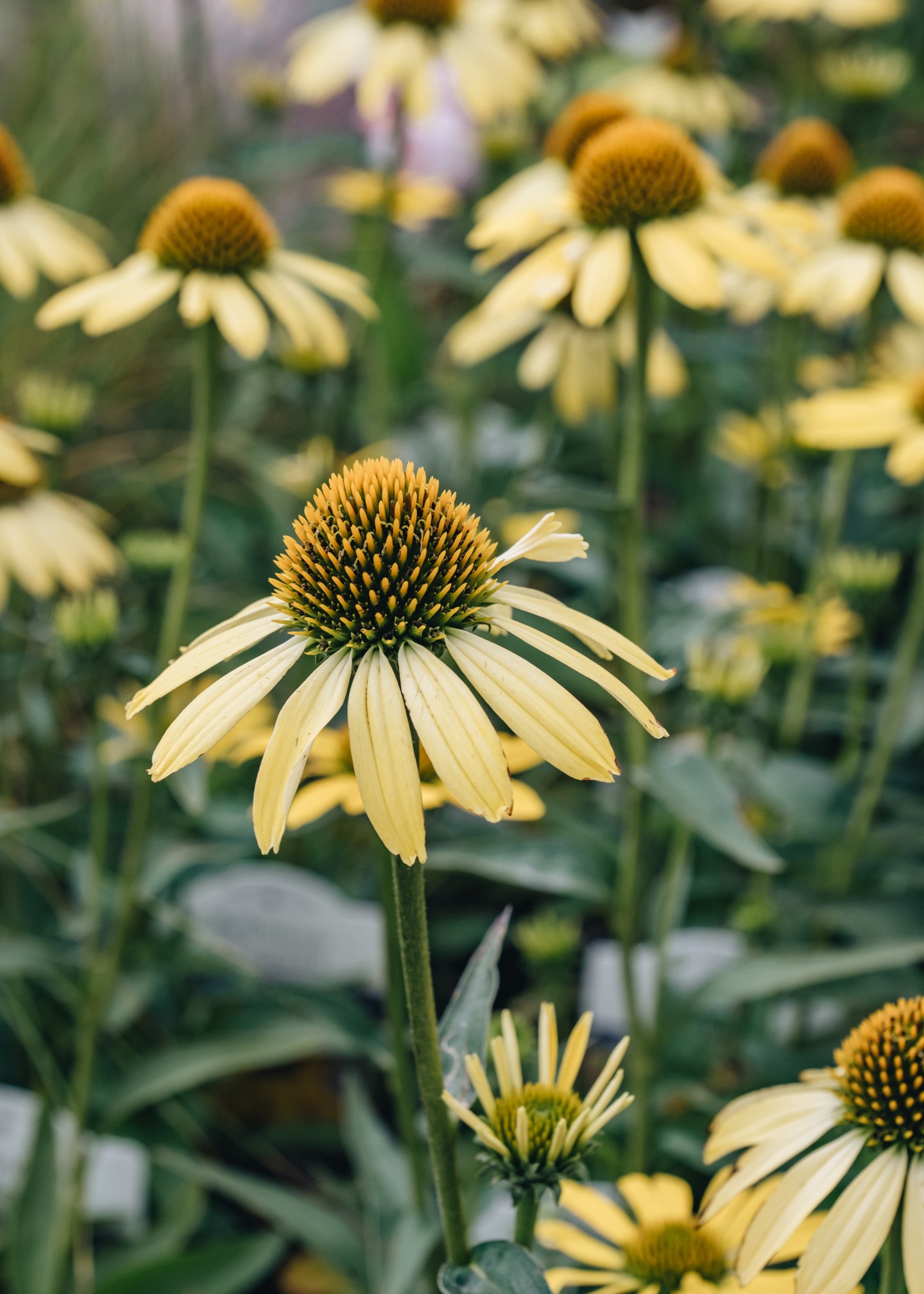 Echinacea Cleopatra