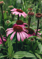 Echinacea Echinacea 'Mooodz Courage', 3L