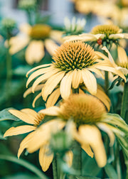 Echinacea Echinacea Moodz Dream, 2/3L 
