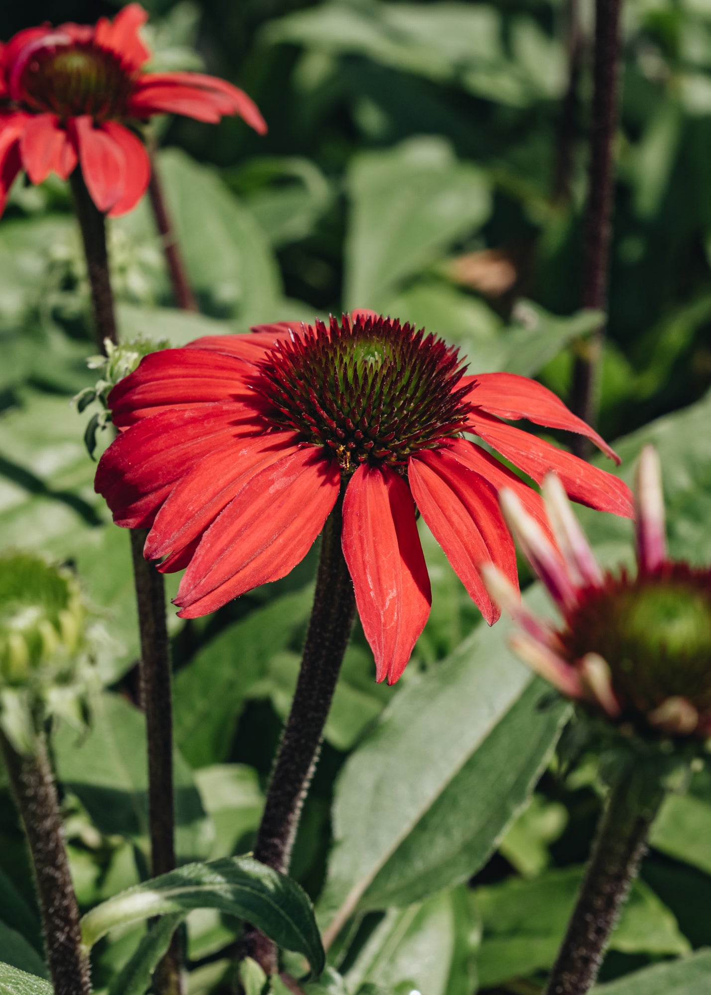 Echinacea Echinacea Red Rocket 2/3L