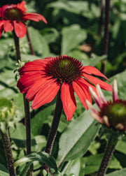 Echinacea Echinacea Red Rocket 2/3L