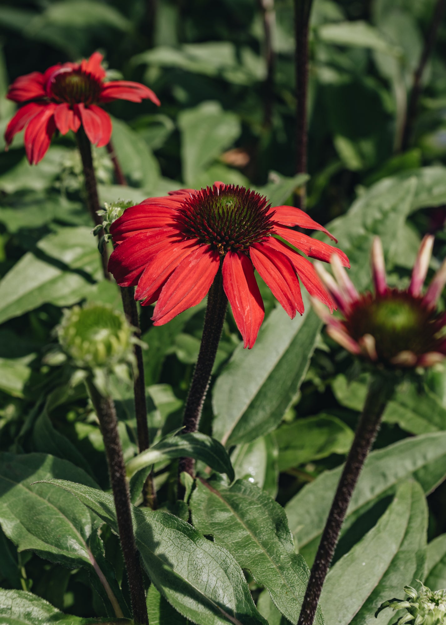 Echinacea Echinacea Red Rocket 2/3L