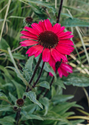 Echinacea Sensation Pink