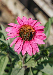 Echinacea Echinacea Sunseekers ‘Hot Pink’, 2L