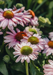 Echinacea Echinacea 'Sunseekers Blush', 3L