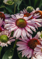 Echinacea 'Sunseekers Blush', 3L