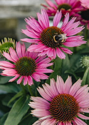Echinacea 'Sunseekers Bubblelicious', 3L
