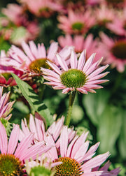 Echinacea Echinacea 'Sunseekers Bubblelicious', 3L