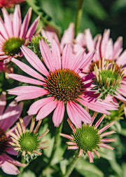 Echinacea Echinacea 'Sunseekers Bubblelicious', 3L