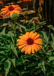 Echinacea Echinacea 'Sunseekers Clementine', 2L