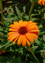 Echinacea Echinacea 'Sunseekers Clementine', 2L