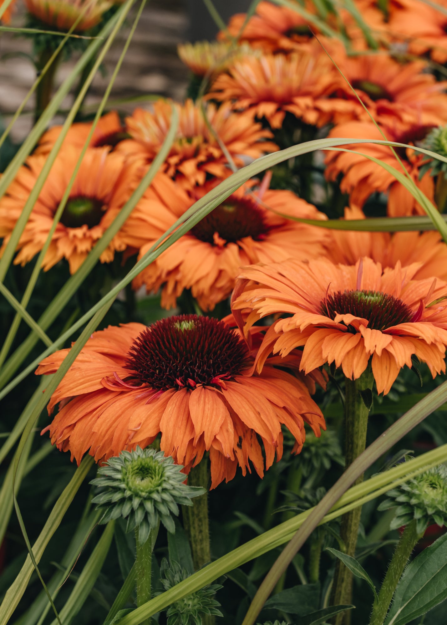 Echinacea Echinacea Sunseekers Mineola 3L