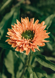 Echinacea Echinacea Sunseekers ‘Pumpkin Pie’, 2L