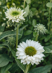 Echinacea 'Sunseekers White Perfection', 3L