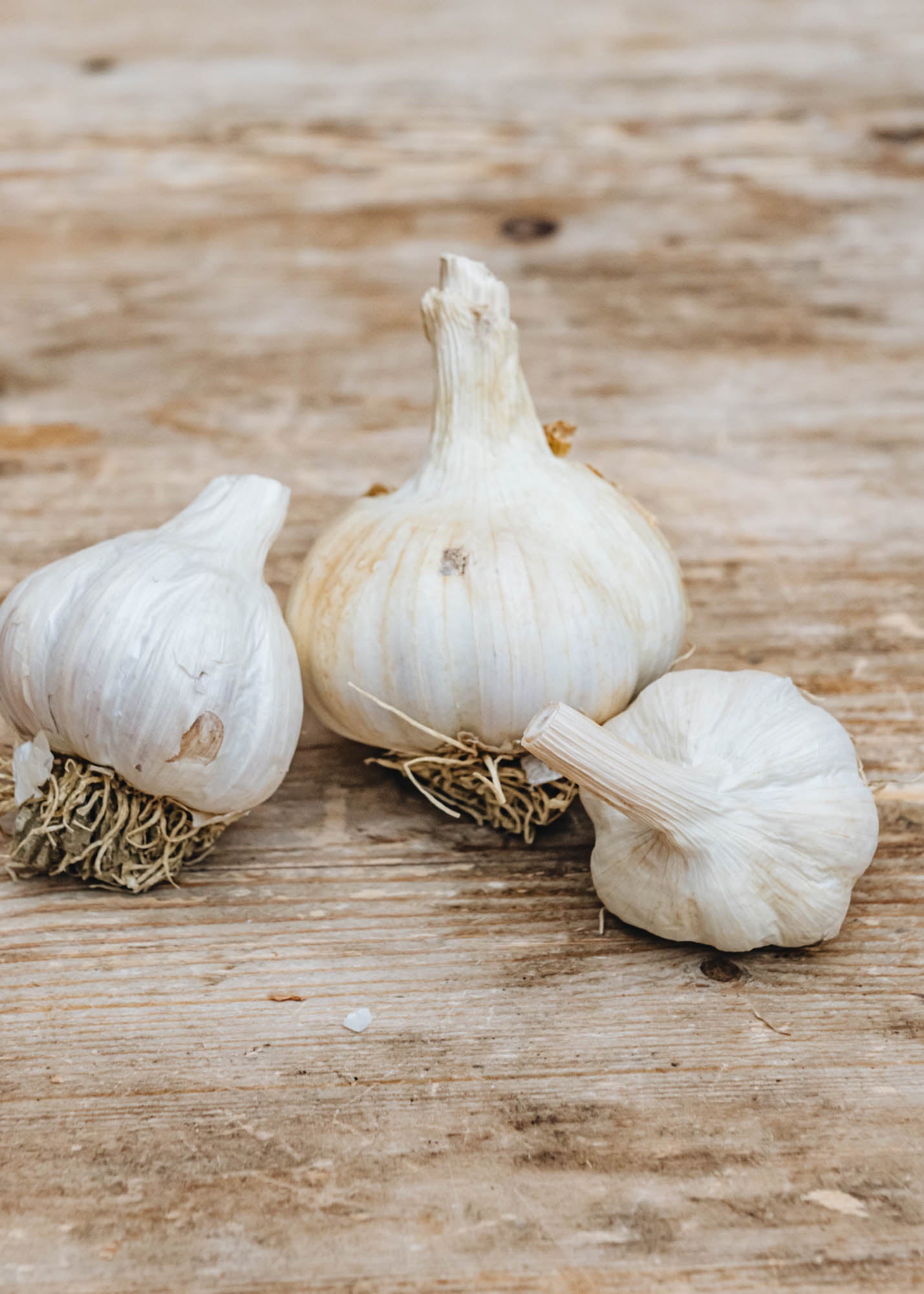 Taylors Bulbs French Garlic 'Edenrose', pack of 50 sets