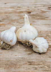 Taylors Bulbs French Garlic 'Edenrose', pack of 50 sets