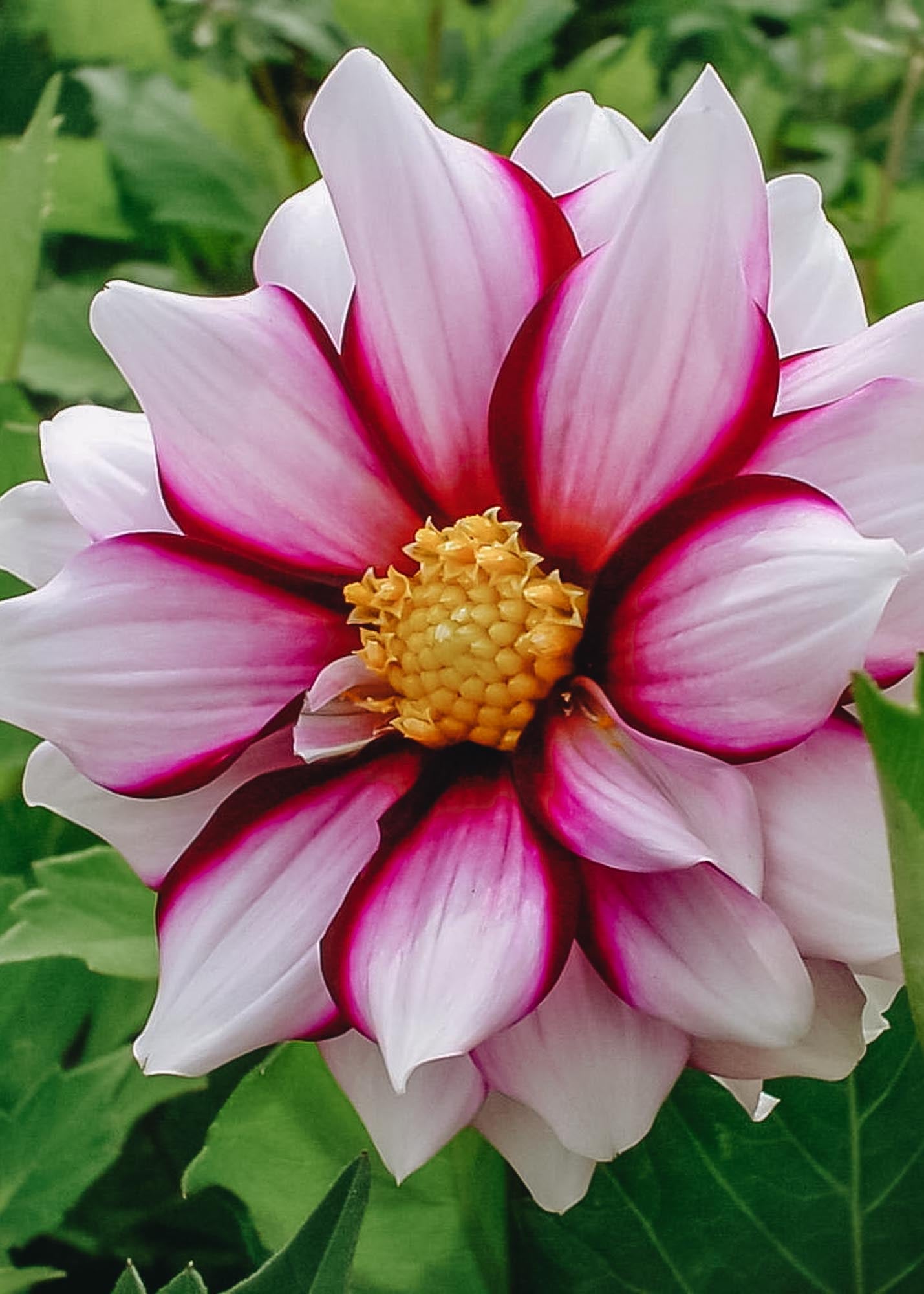Taylors Bulbs Dahlia 'Edge of Joy' Tubers
