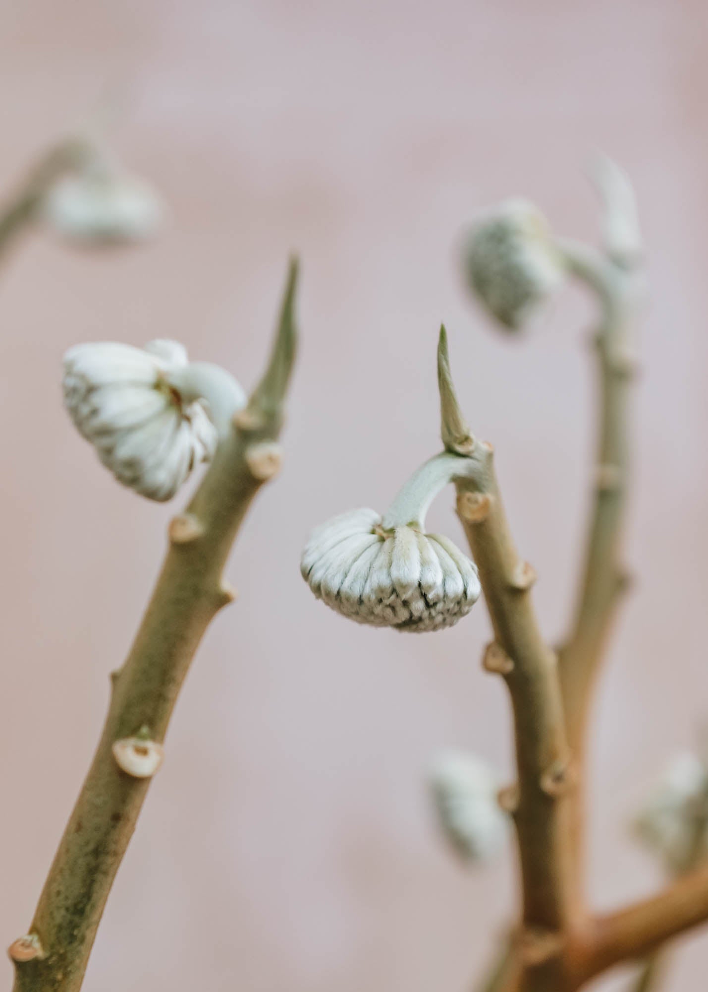 Edgeworthia Chrysantha Grandiflora