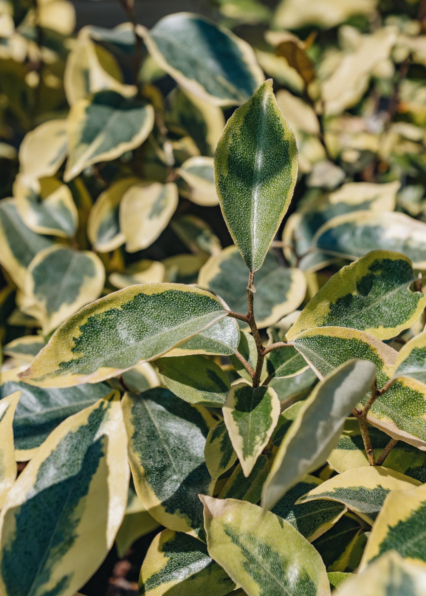 Elaeagnus Elaeagnus ebbingei Gilt, 3L