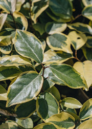 Elaeagnus ebbingei Gilt