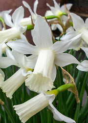 Taylors Bulbs Narcissus 'Elka' Bulbs