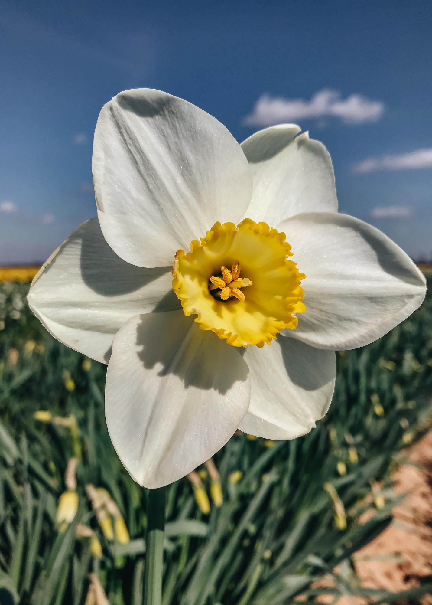 Narcissus Eminent Bulbs