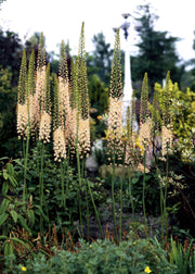 Taylors Bulbs Eremurus 'Robustus' Bulbs, pack of one