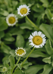 Erigeron Erigeron glaucus ‘Albus’, 2L 