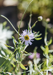 Rudbeckia Erigeron karvinskianus Lavender Lady, 2/3L