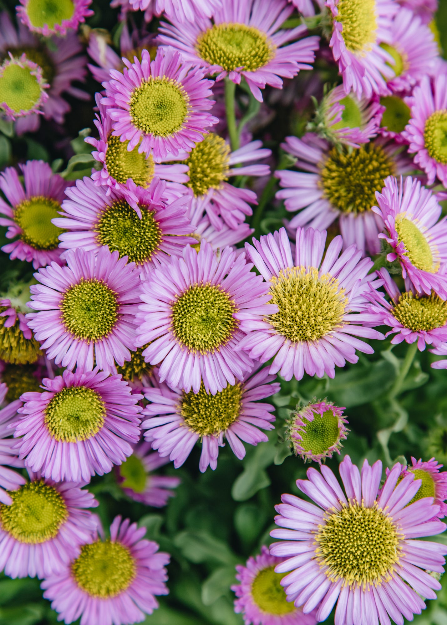 Salvia Erigeron Glaucus Sea Breeze, 2/3L