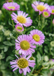Erigeron Erigeron Glaucus Sea Breeze, 2/3L