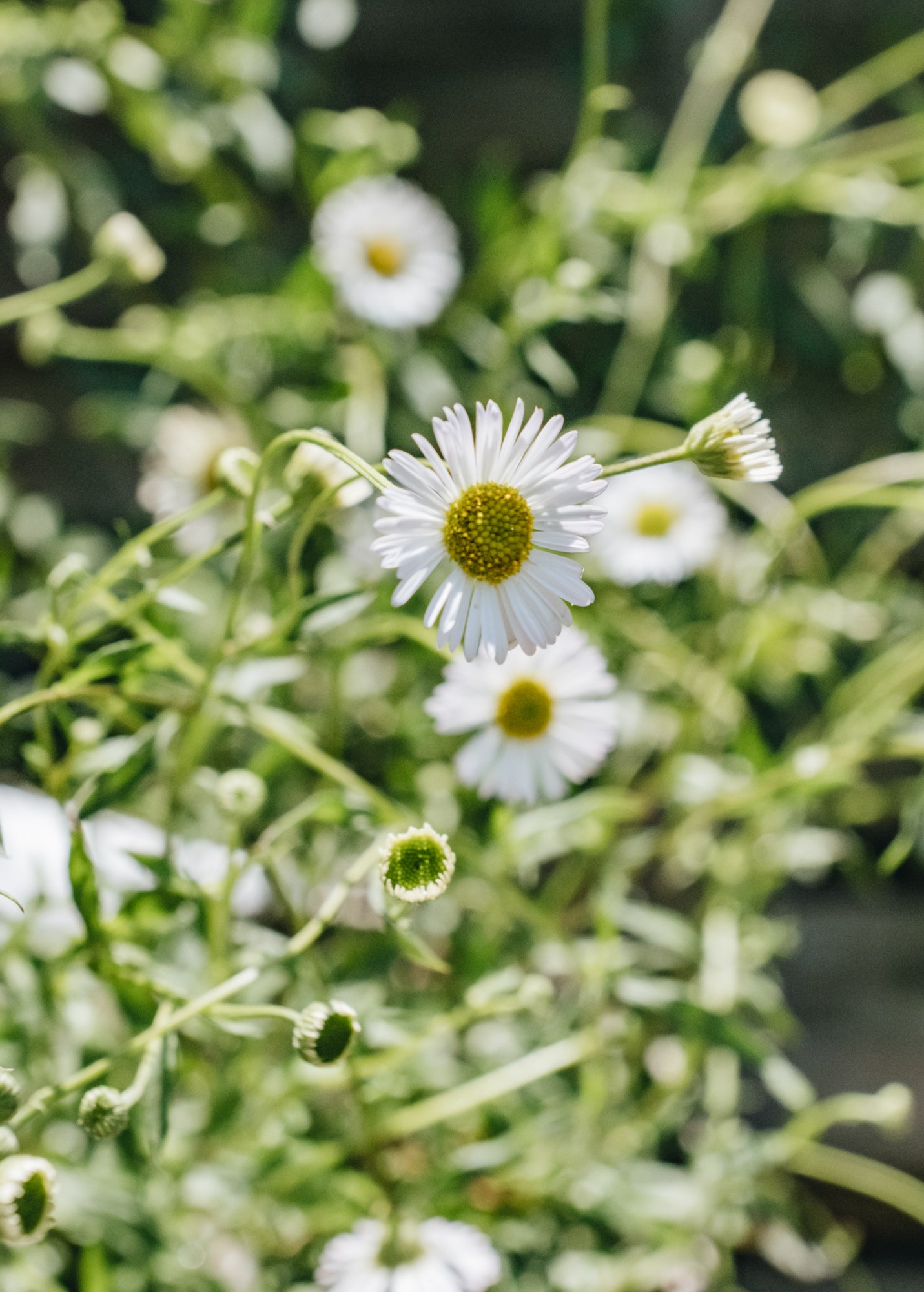 Erigeron Sea of Blossom