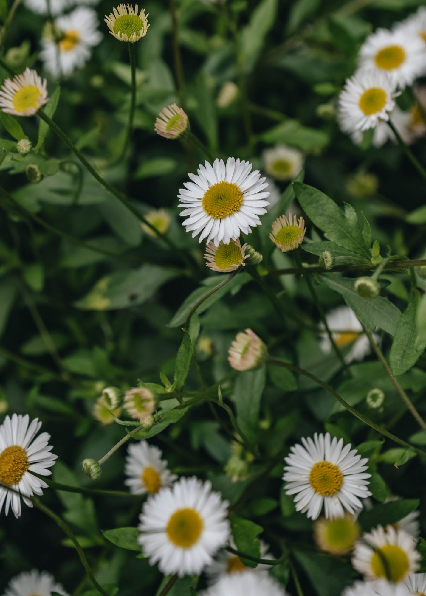 Bordallo Pinheiro Erigeron kar. Stallone