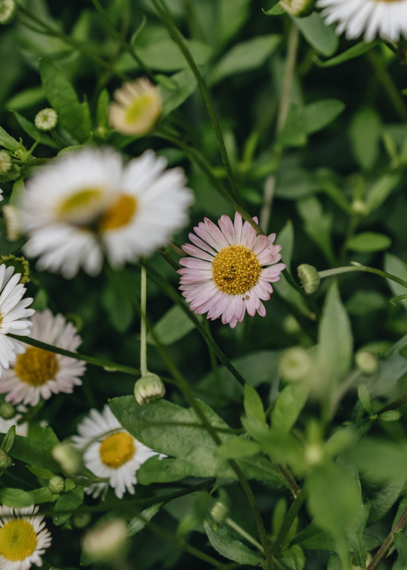 Erigeron Erigeron kar. Stallone