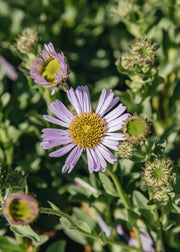 Hairy Pot Erigeron Karvinsianus 'Wayne Roderick', 1L