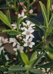 Eriostemon myoporoides 'Flower Girl Pink', 1.5L