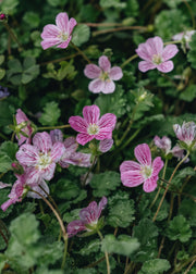 Erodium Bishop's Form