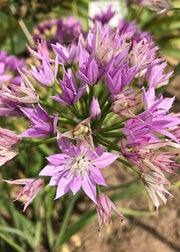 Taylors Bulbs Allium 'Unifolium Eros' Bulbs, pack of 15