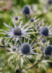 Eryngium Eryngium ‘Violetta', 3L