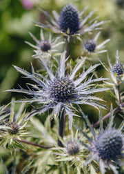 Eryngium Eryngium ‘Violetta', 3L