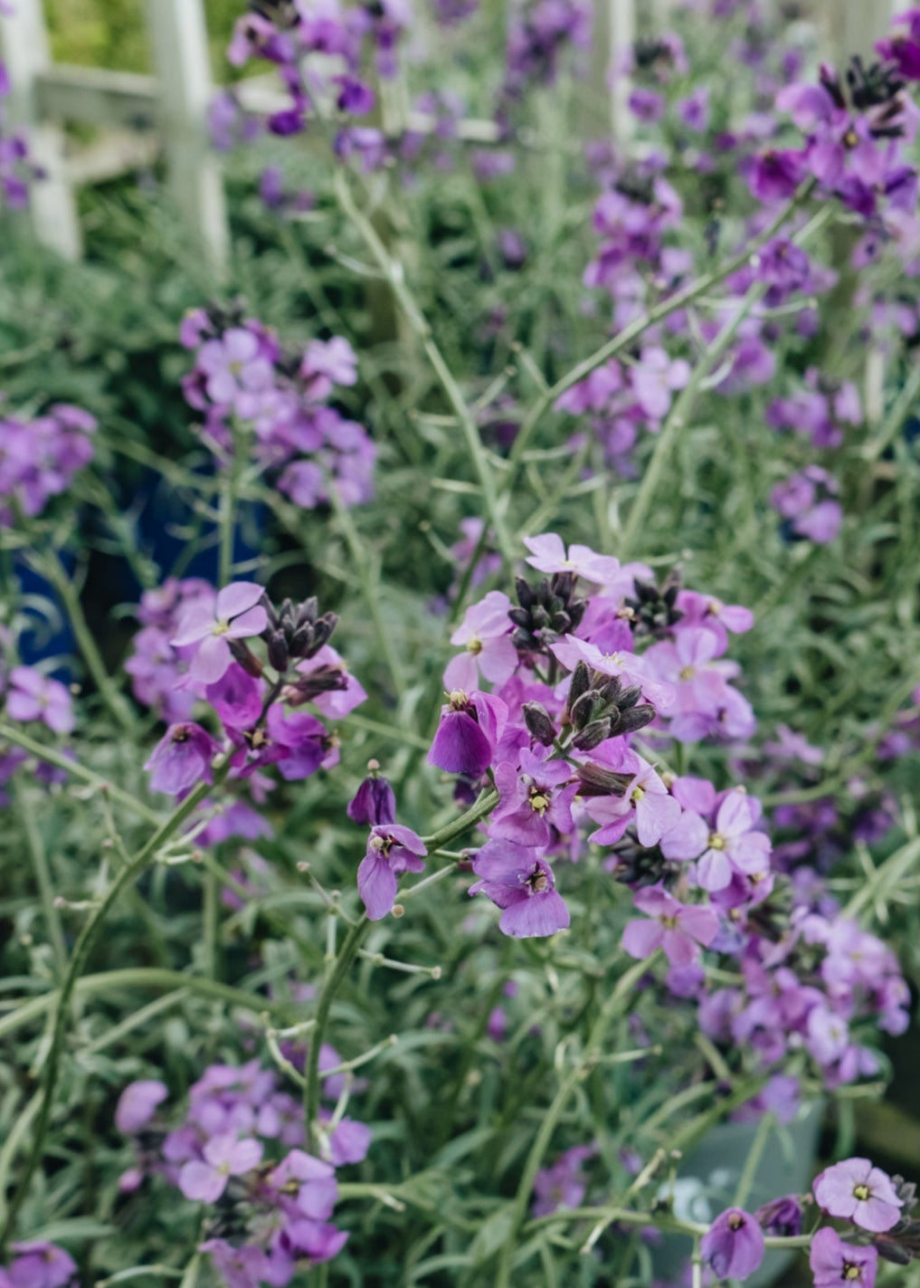 Altico Erysimum Bowles Me Away, 2/3L