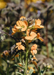Olearia Erysimum linifolium 'Cheers Florange', 1L
