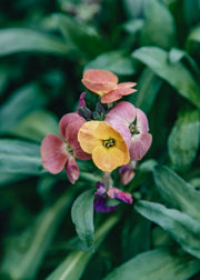 Erysimum Erysimum Erysistible Magenta, 1L