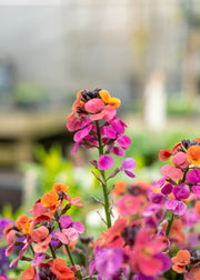 Hairy Pot Erysimum linifolium 'Erysistible Magenta', 1L