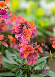 Hairy Pot Erysimum linifolium 'Erysistible Magenta', 1L