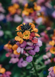 Erysimum 'Erysistible Sunset', 1L