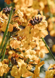 Olearia Erysimum linifolium 'Erysistible Yellow', 1L