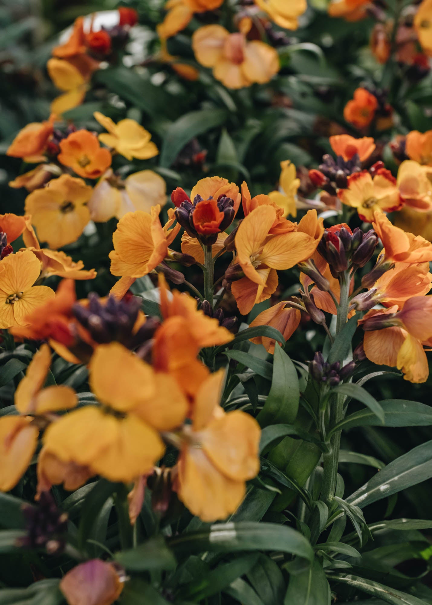 Erysimum Rysi Copper