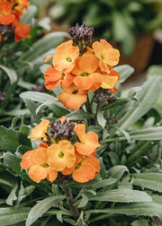 Hairy Pot Erysimum 'Super Bowl Apricot', 1L