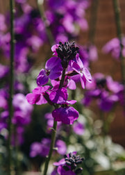 Viburnum Erysimum 'Super Bowl Mauve', 1L